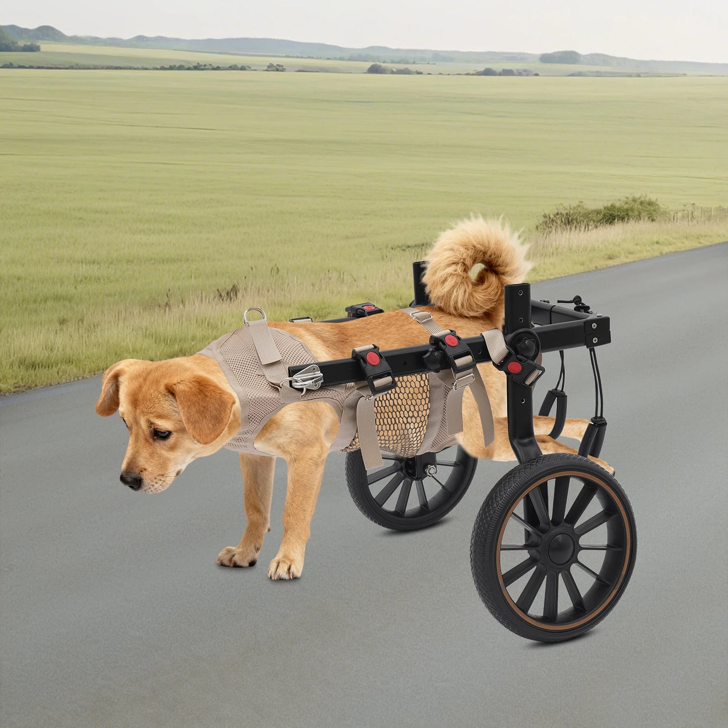 Adjustable Aluminum Alloy 2-Wheel Dog Wheelchair, Hind Leg Support Pet Rehabilitation Walking Aid Trolley, Supports Dogs Up to 65kg XXL /L for Injured, Paralyzed, Arthritic Dogs