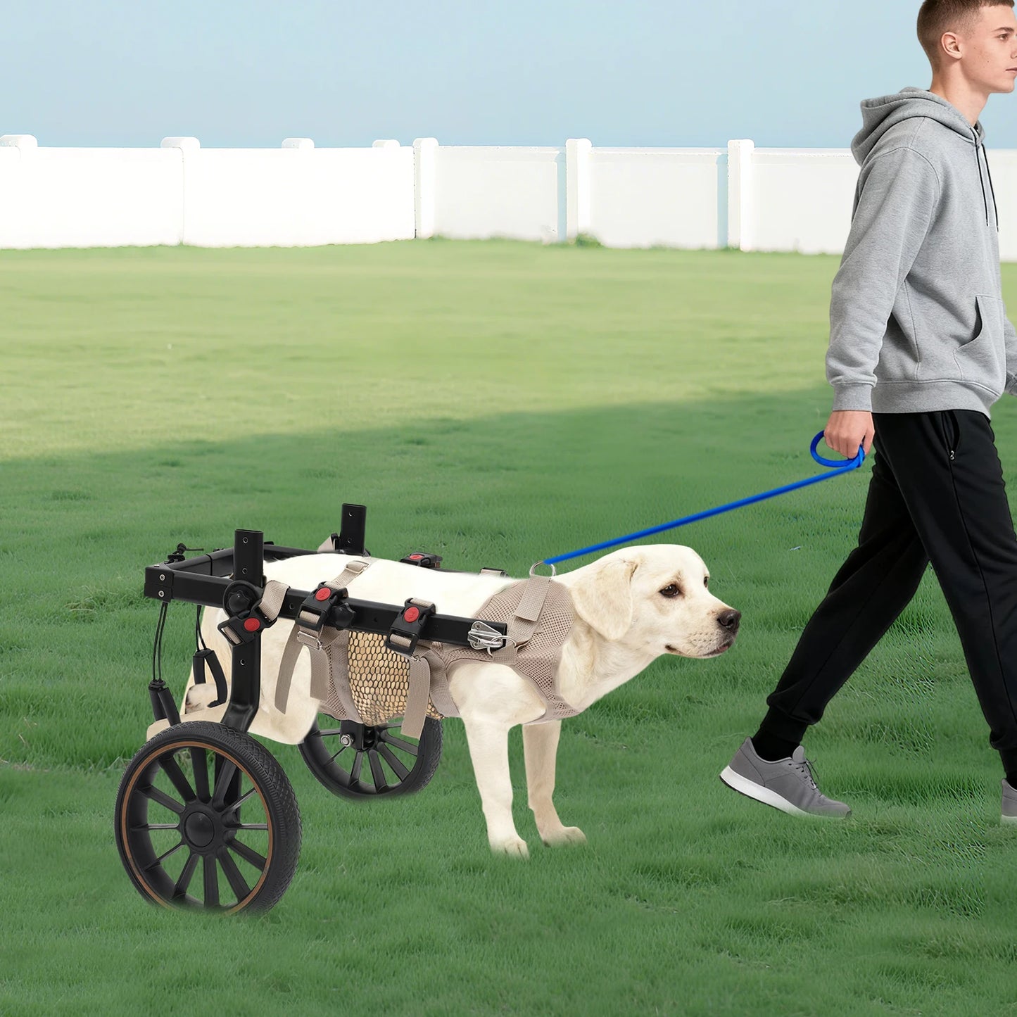 Adjustable Aluminum Alloy 2-Wheel Dog Wheelchair, Hind Leg Support Pet Rehabilitation Walking Aid Trolley, Supports Dogs Up to 65kg XXL /L for Injured, Paralyzed, Arthritic Dogs